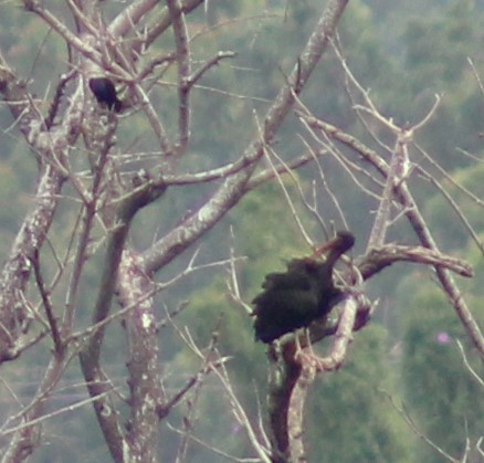 Carib Grackle - ML635672568