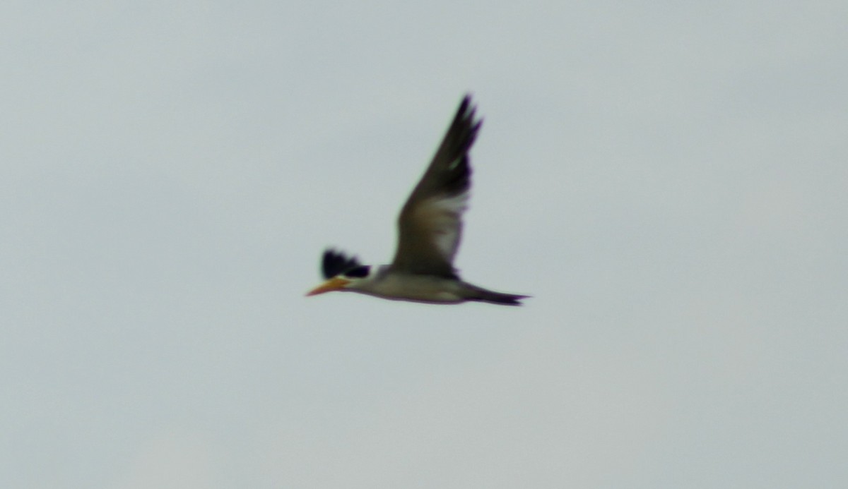 Large-billed Tern - ML635672572