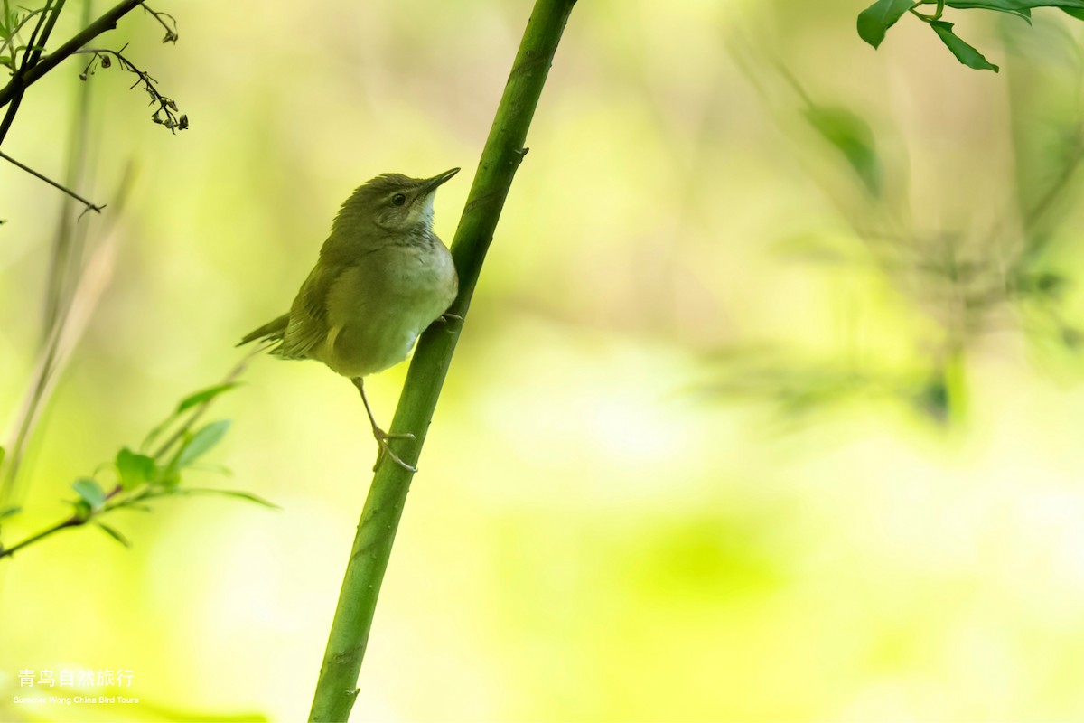 Baikal Bush Warbler - ML635672663