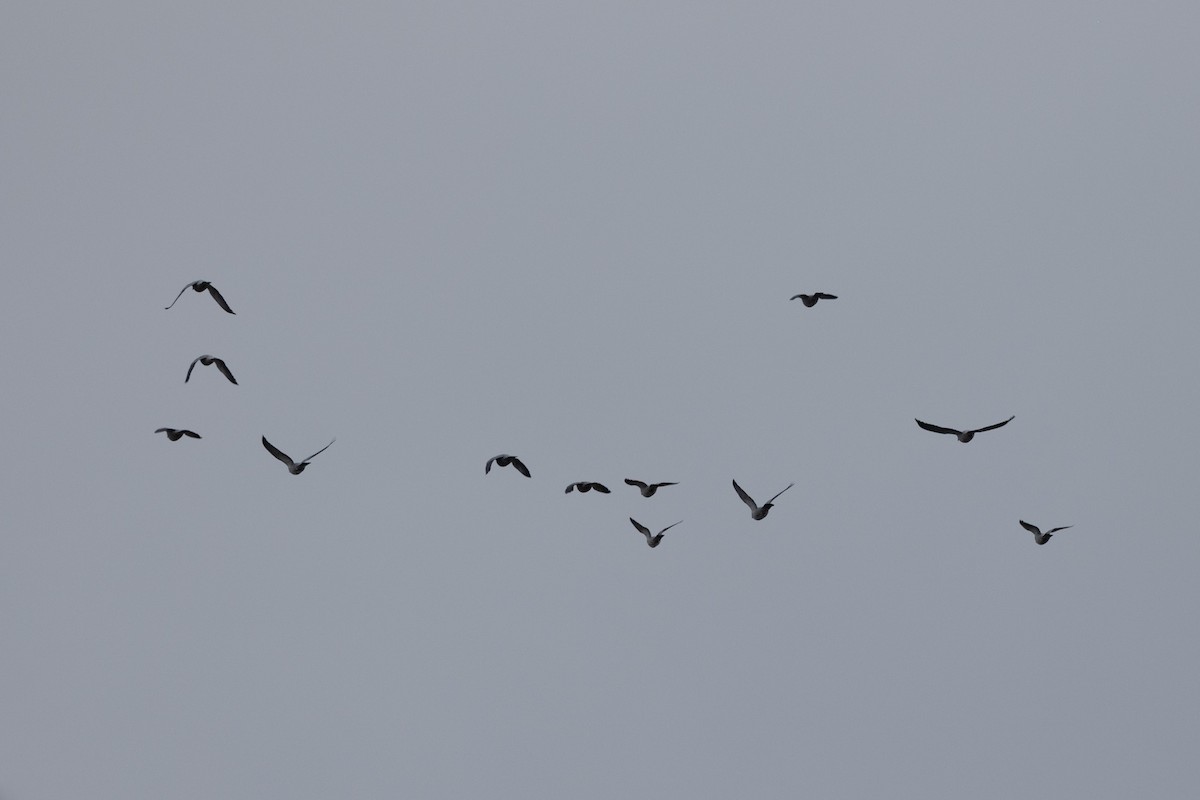 Topknot Pigeon - ML635672664