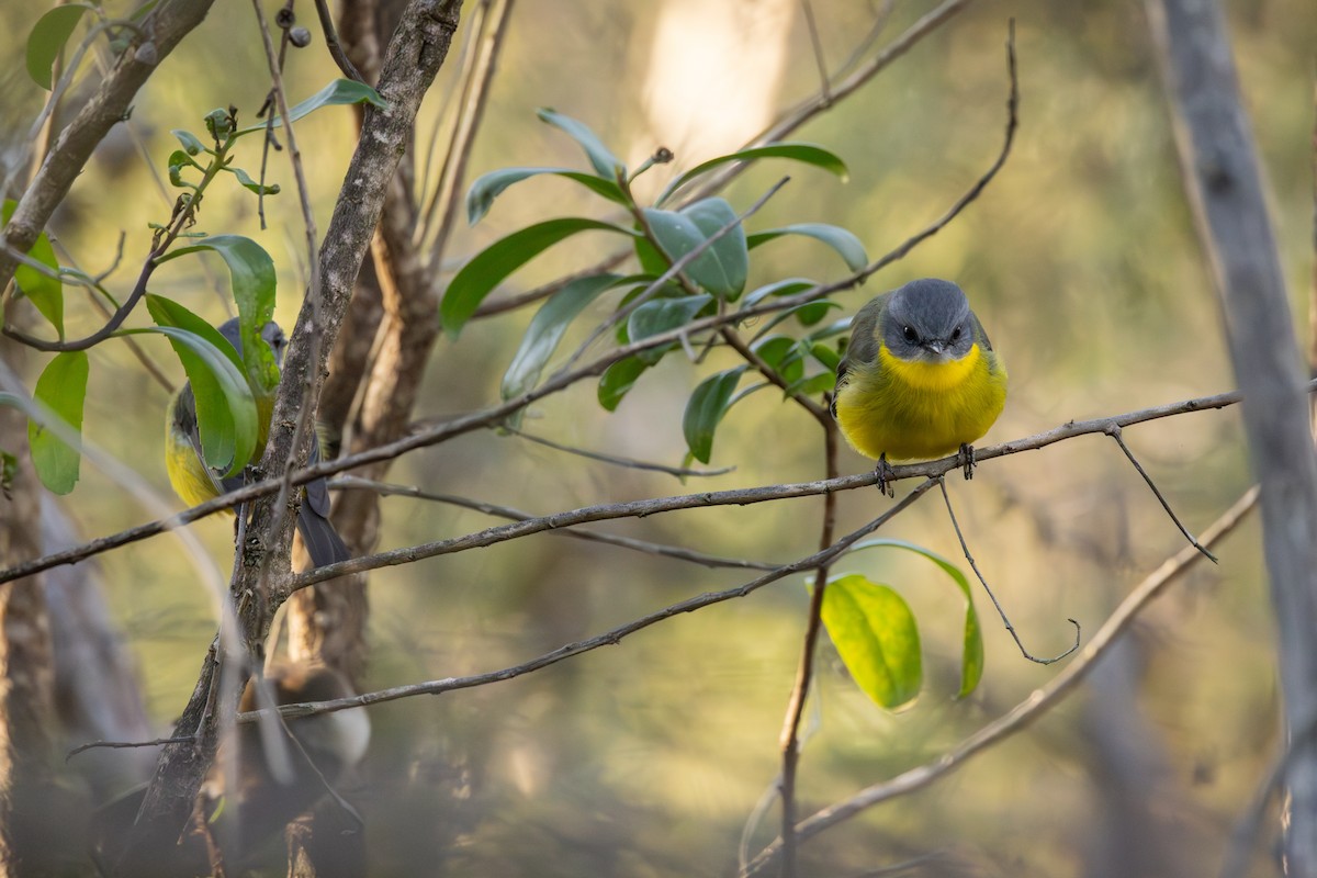 Eastern Yellow Robin - ML635672678