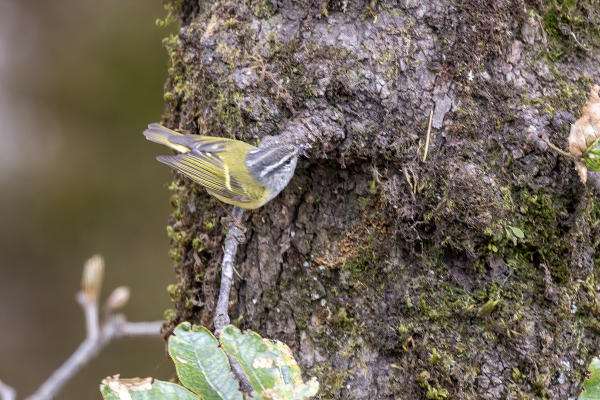 Ashy-throated Warbler - ML635672699