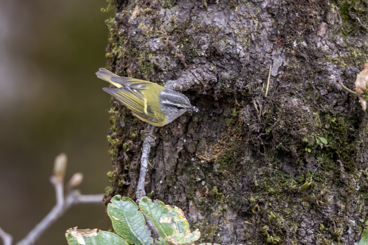 Ashy-throated Warbler - ML635672700