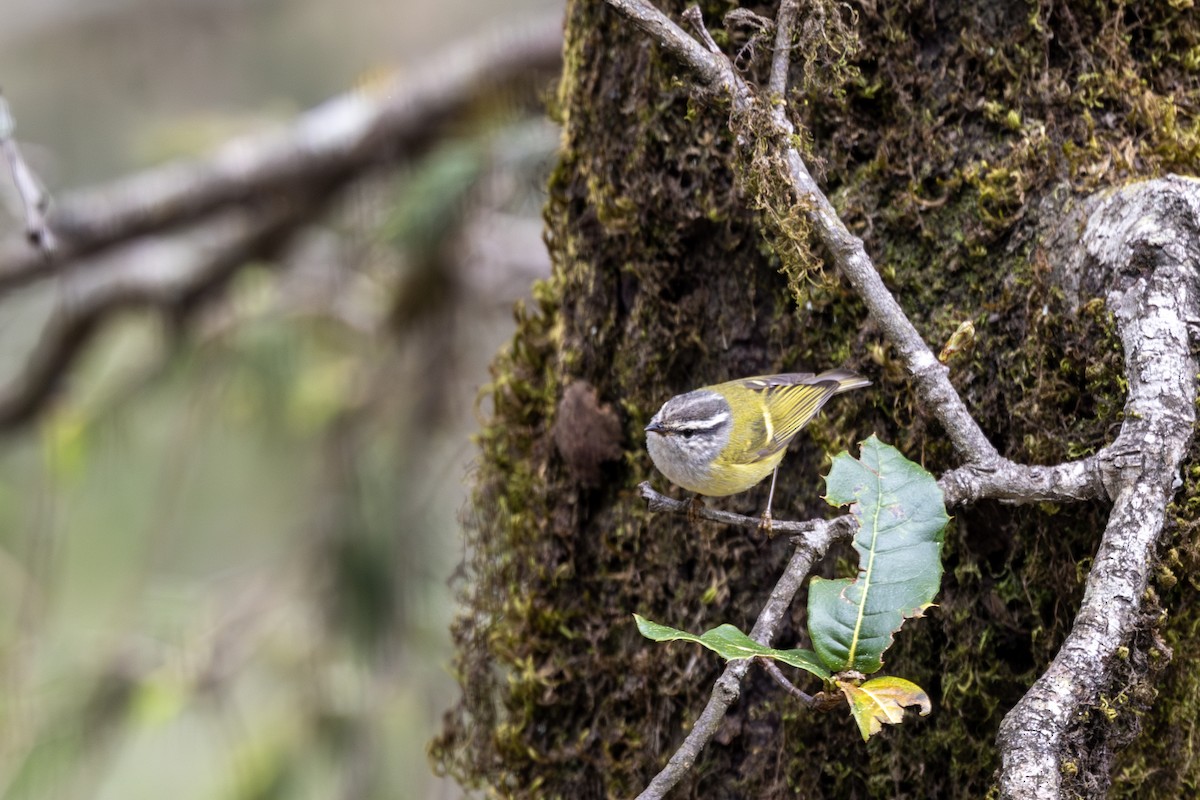 Ashy-throated Warbler - ML635672701