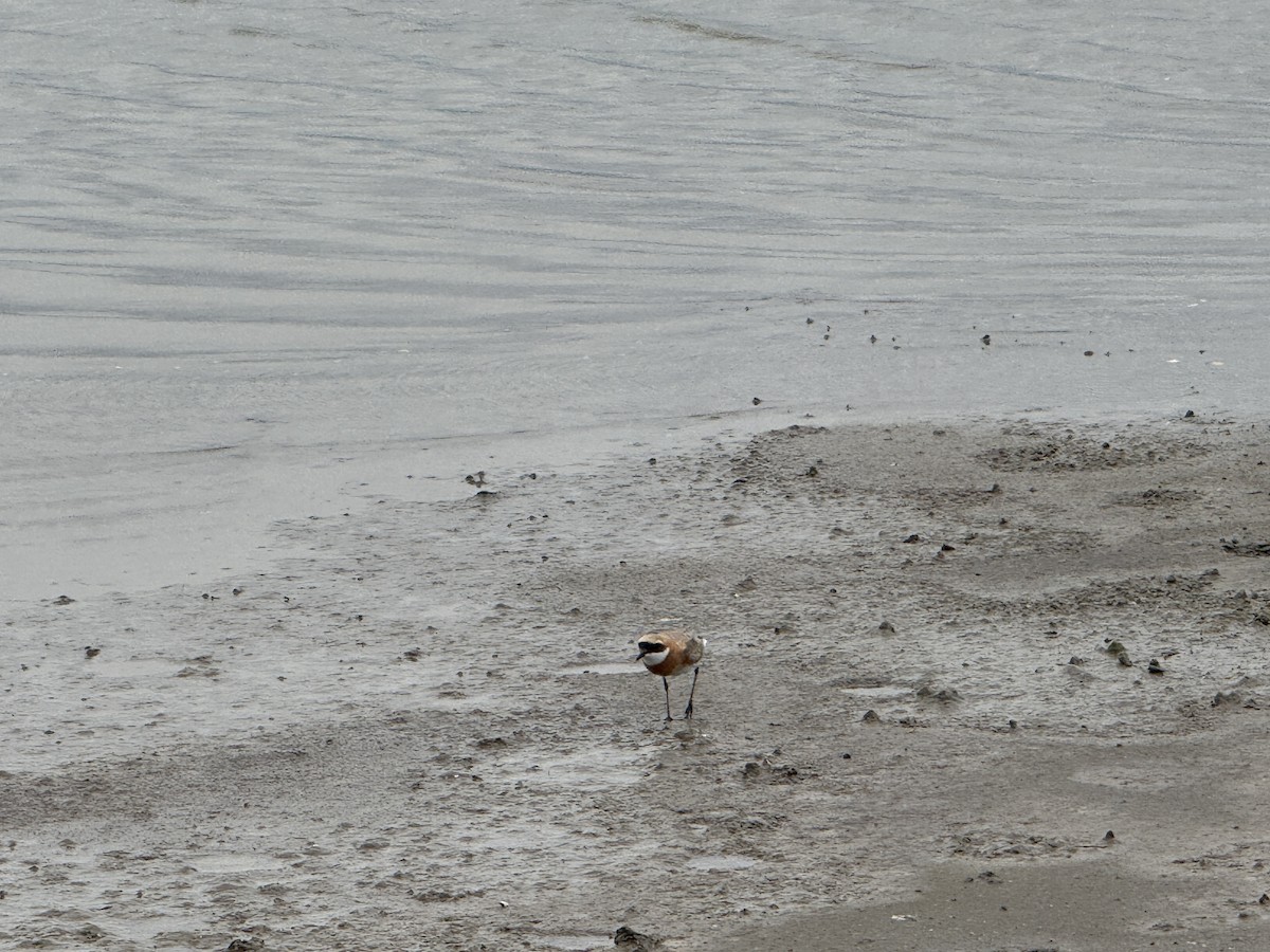 Tibetan Sand-Plover - ML635672816