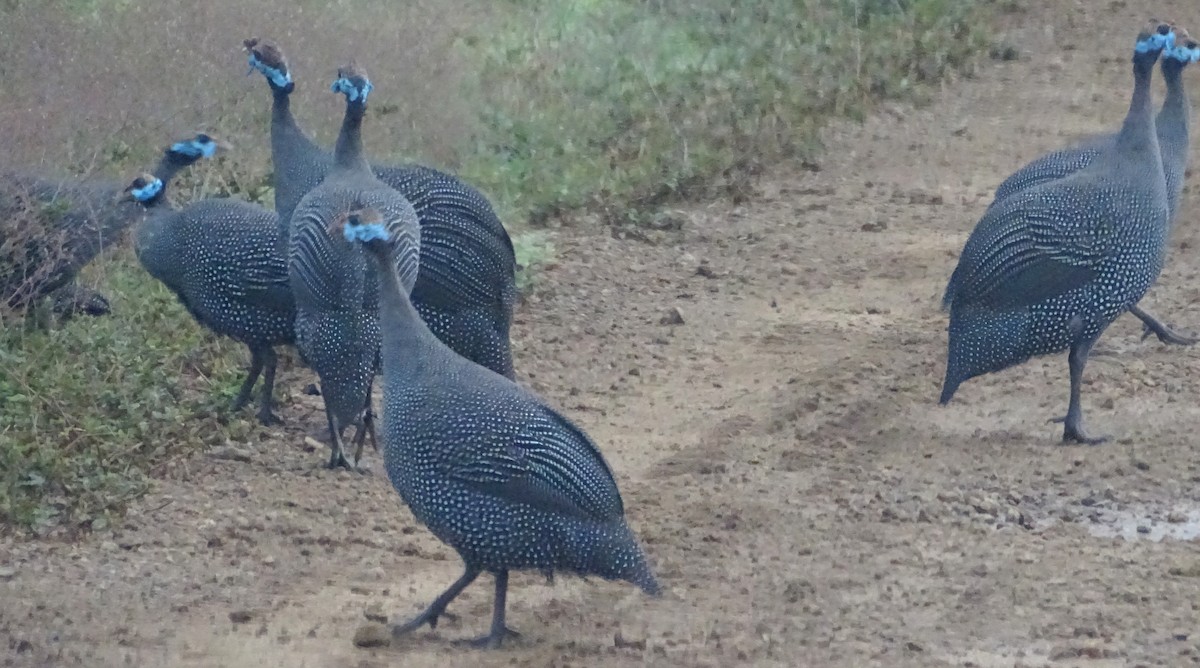 Helmeted Guineafowl - ML635672876