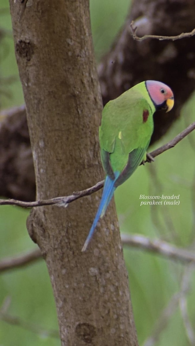 Blossom-headed Parakeet - ML635672880