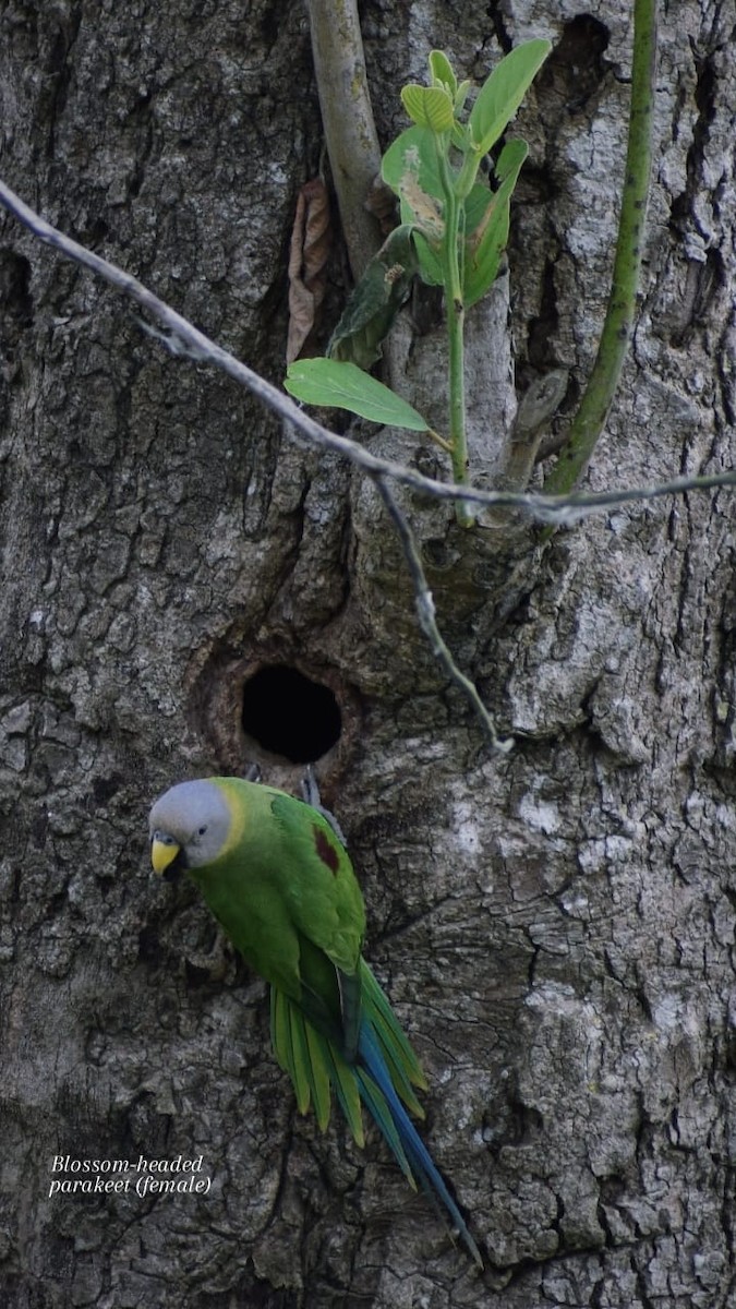 Blossom-headed Parakeet - ML635672881