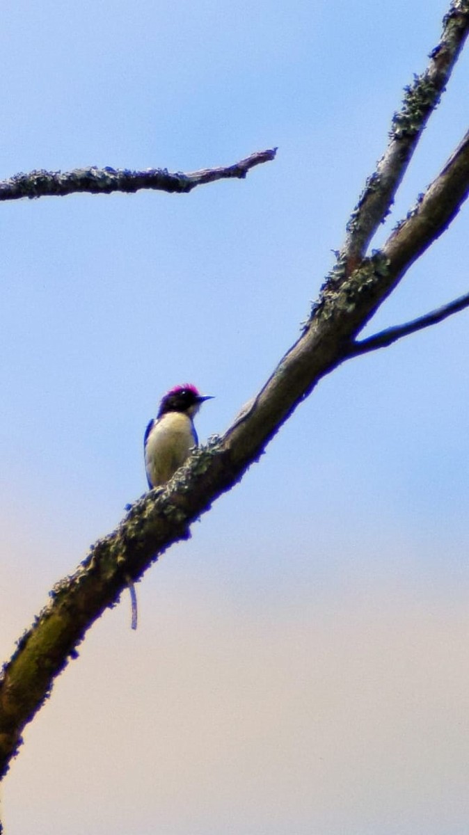 Scarlet-backed Flowerpecker - ML635672949