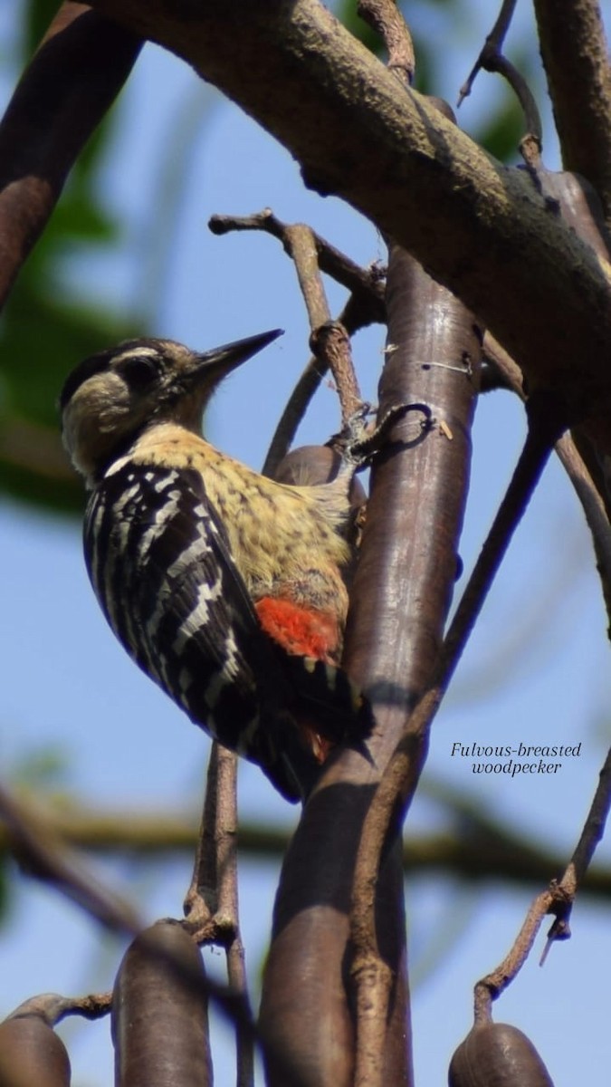 Fulvous-breasted Woodpecker - ML635672990
