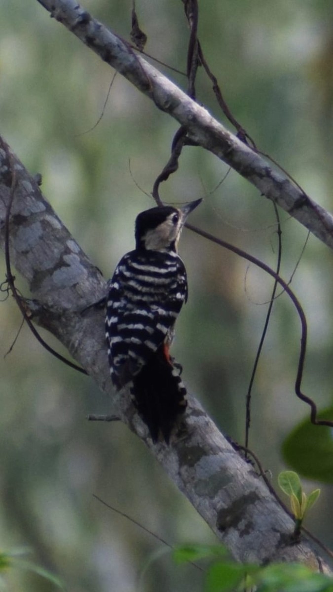 Fulvous-breasted Woodpecker - ML635672991