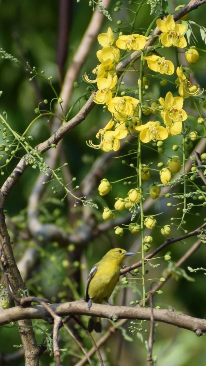 Common Iora - ML635672993