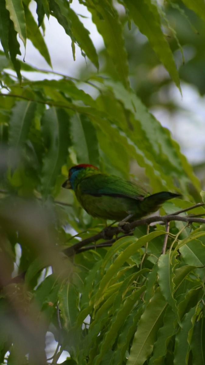 Blue-throated Barbet - ML635673010