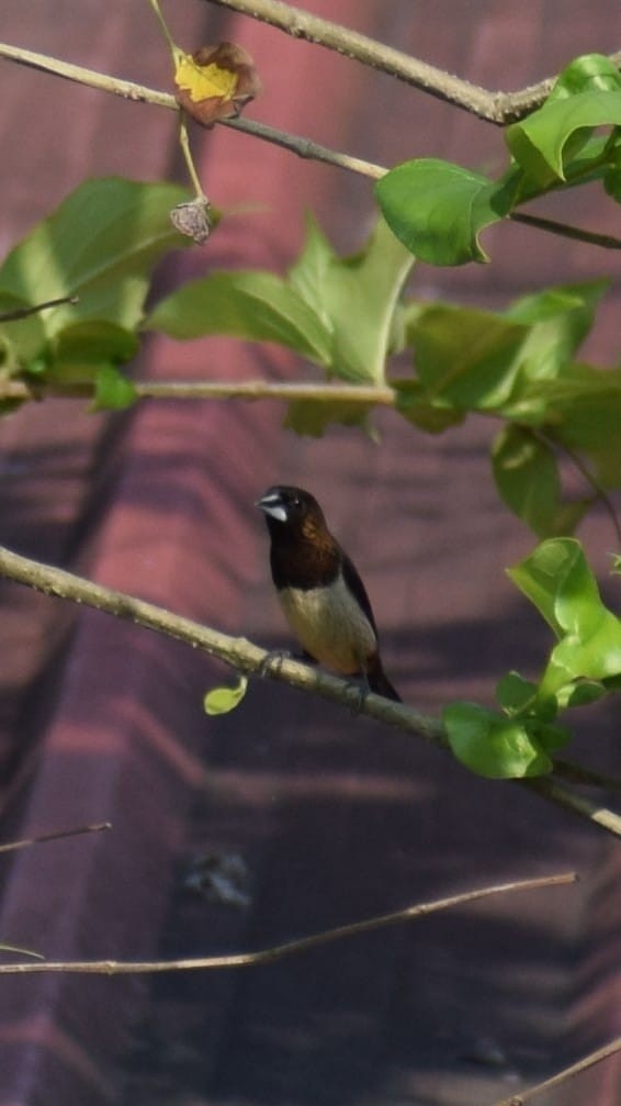 White-rumped Munia - ML635673011