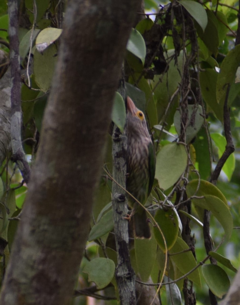 Lineated Barbet - ML635673040