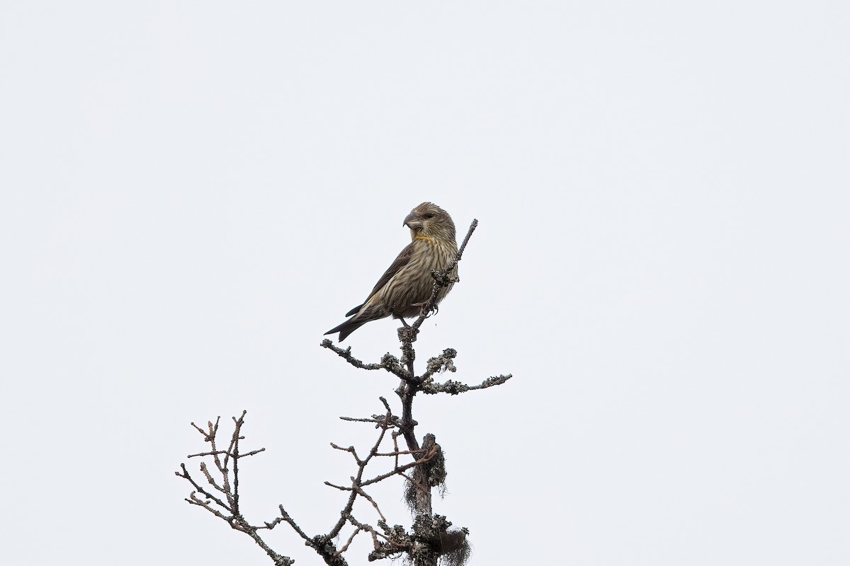 Parrot Crossbill - ML635673043