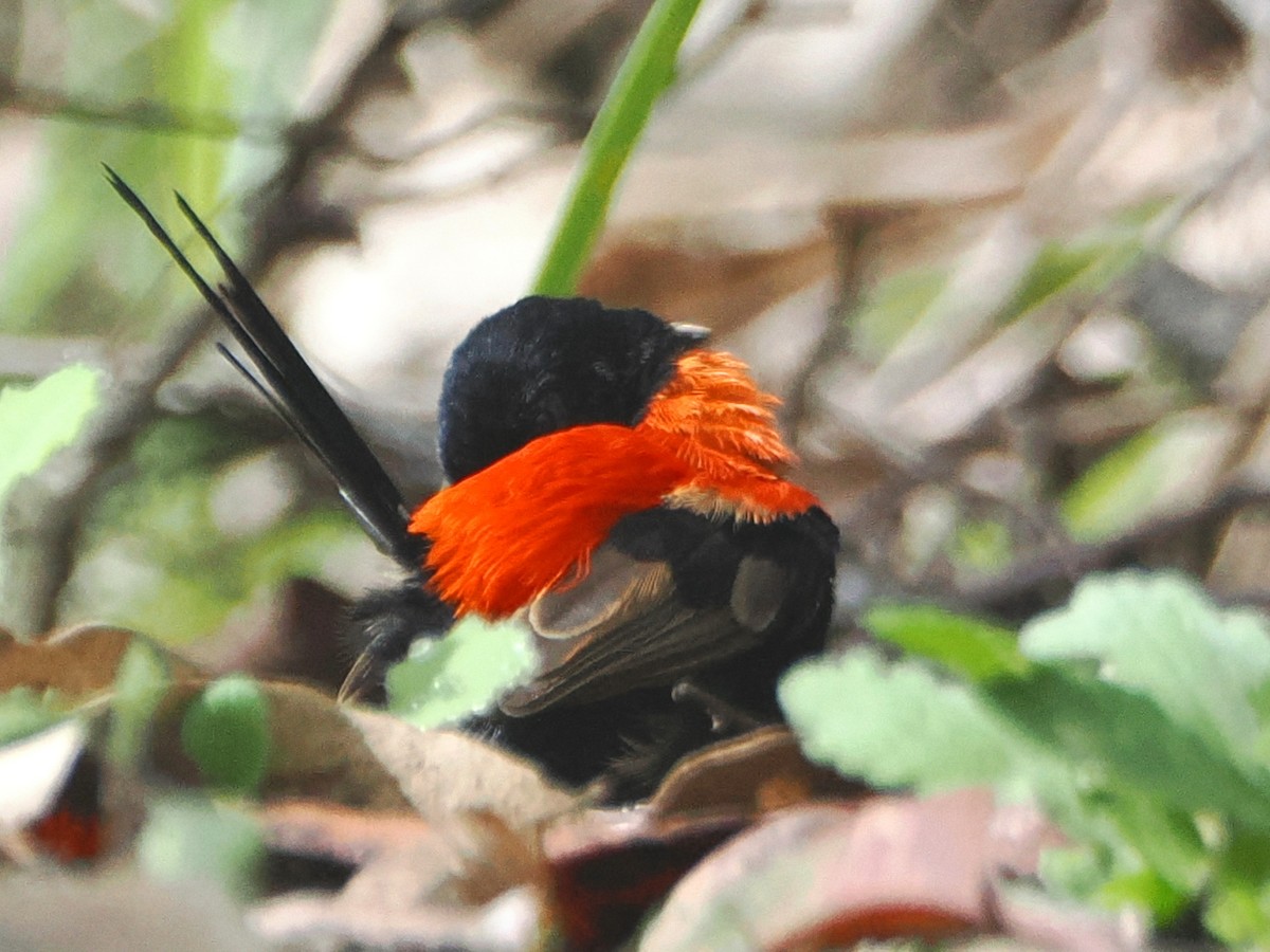 Red-backed Fairywren - ML635673077