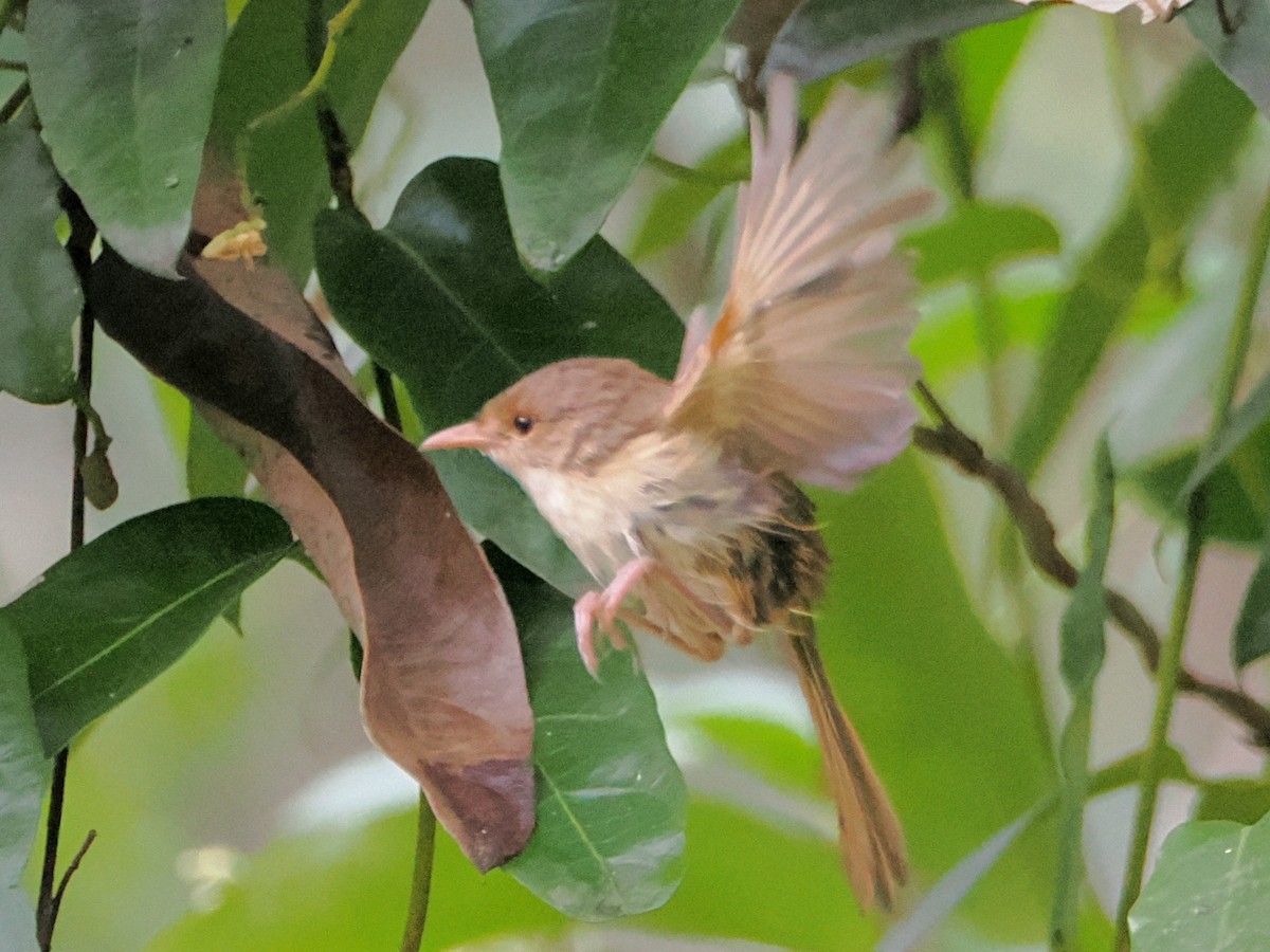 Red-backed Fairywren - ML635673078
