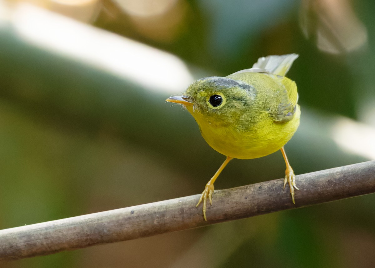 Martens's Warbler - ML635673099