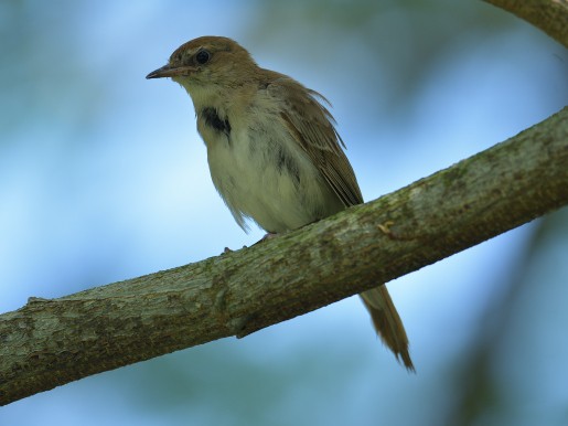 Common Nightingale - ML635673100