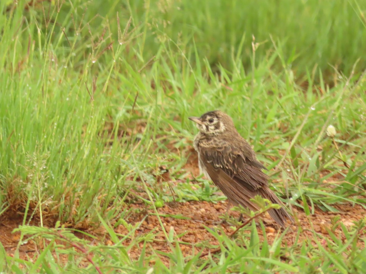 Dusky Lark - ML635673108