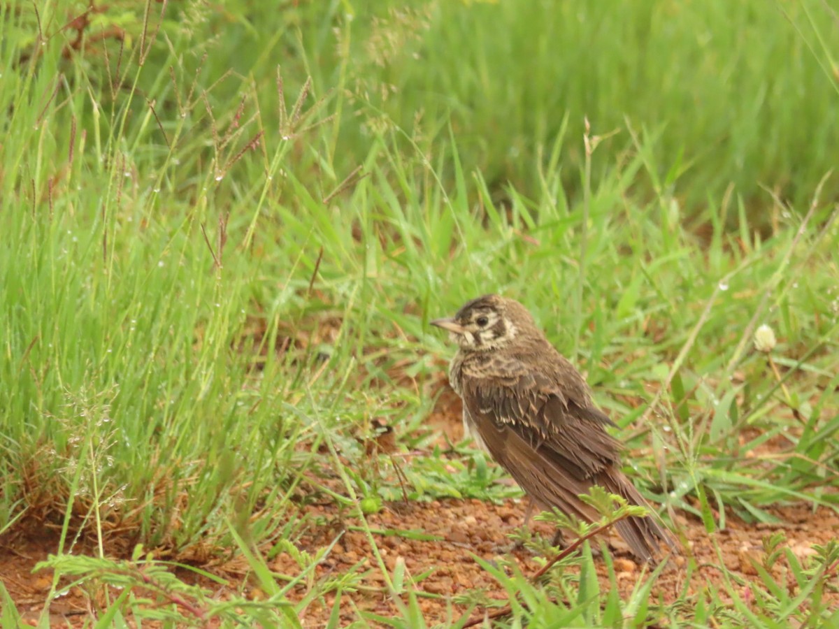 Dusky Lark - ML635673109