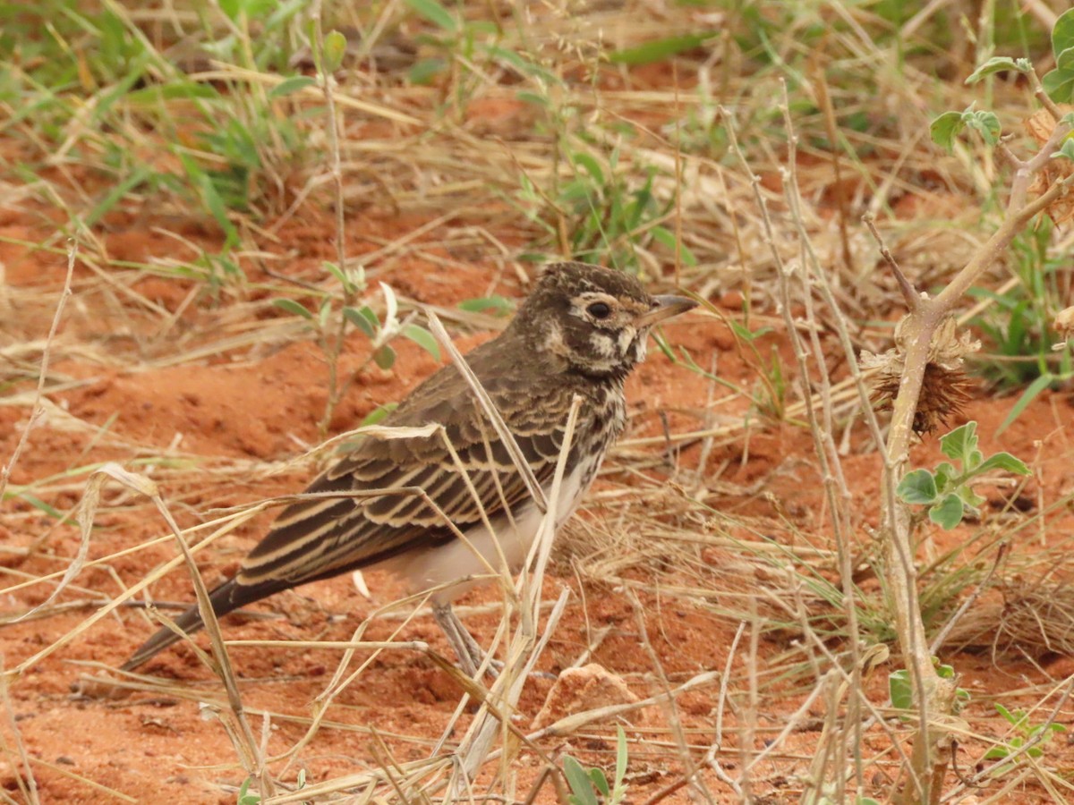 Dusky Lark - ML635673110