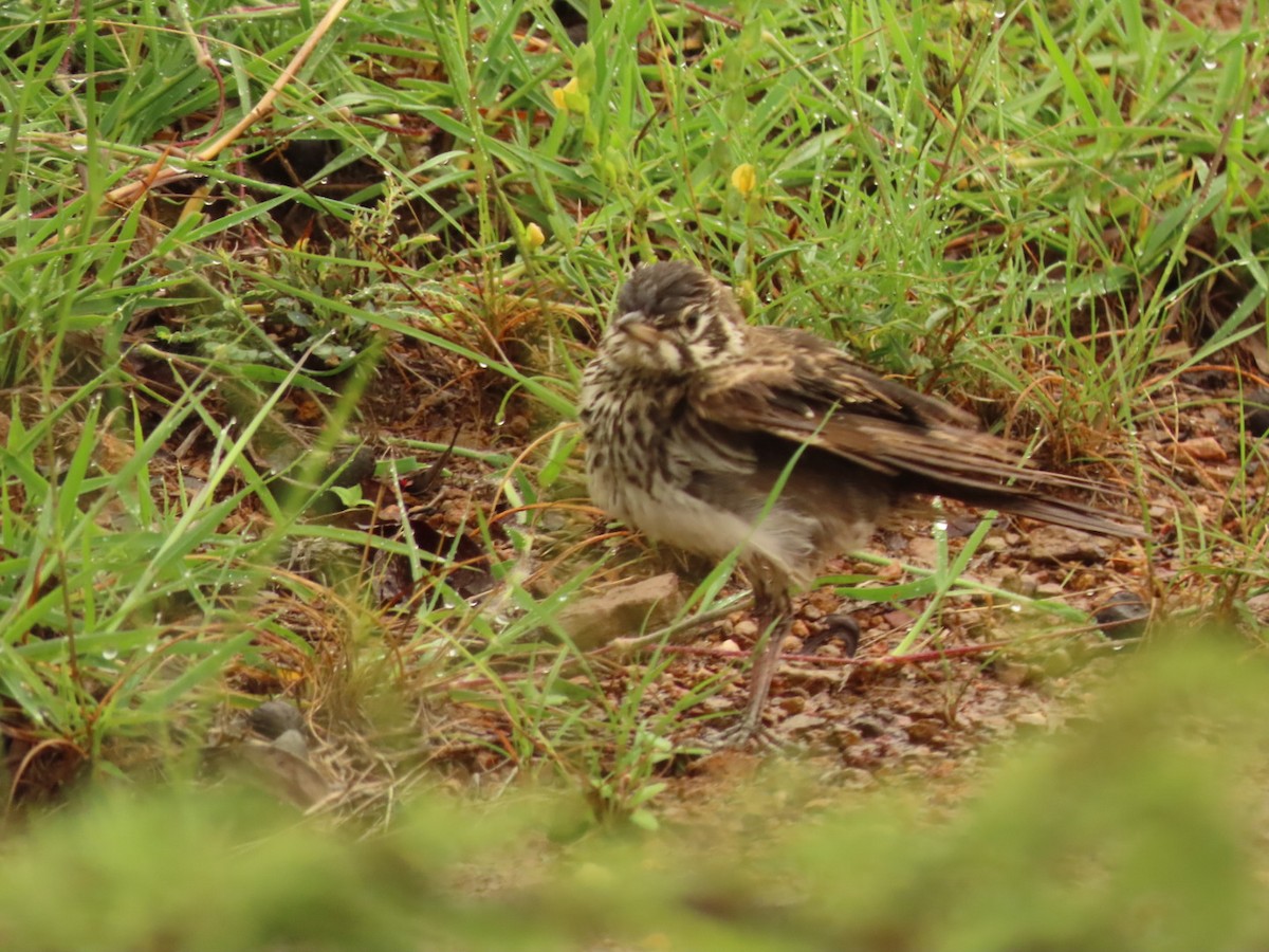 Dusky Lark - ML635673111