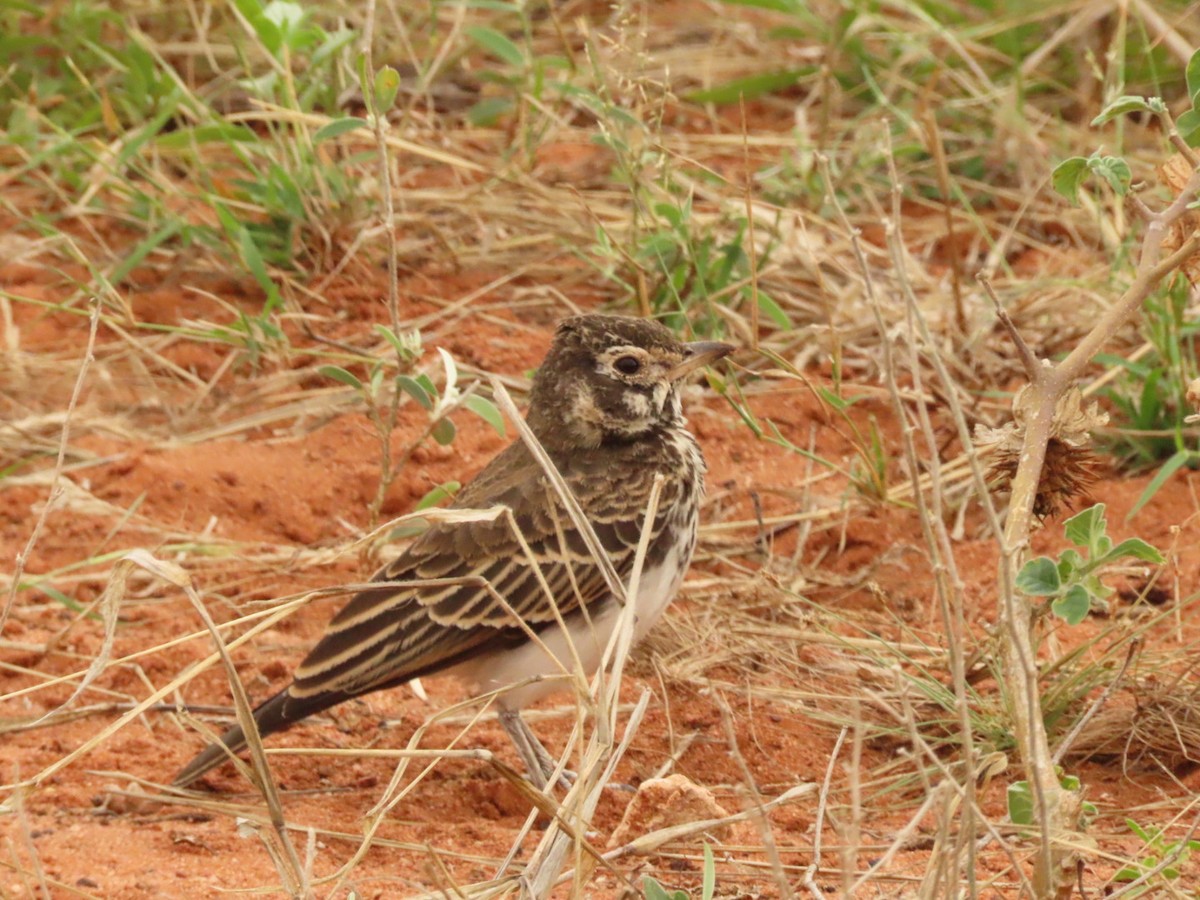 Dusky Lark - ML635673112