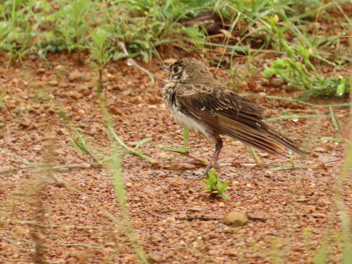 Dusky Lark - ML635673113