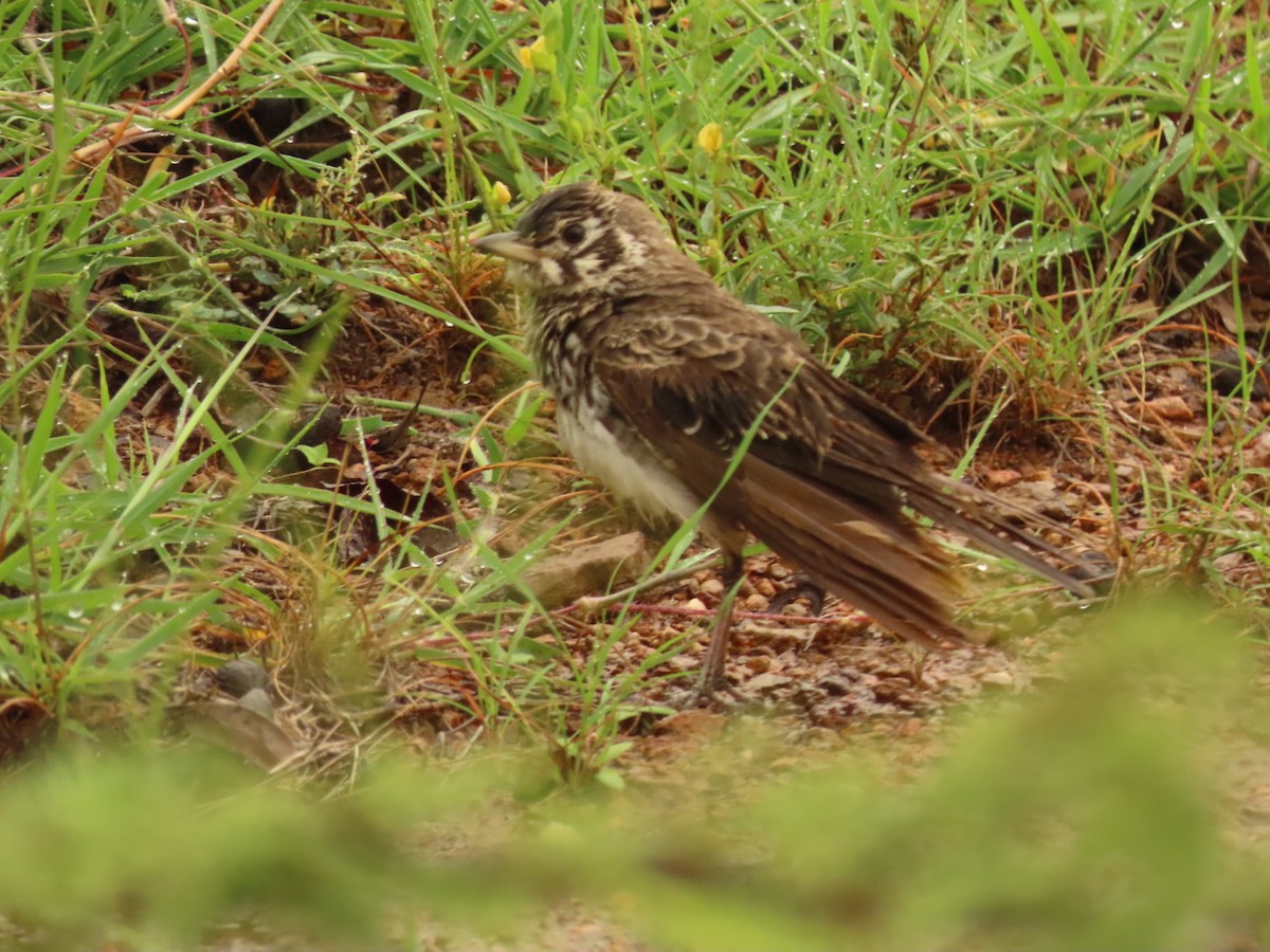 Dusky Lark - ML635673114