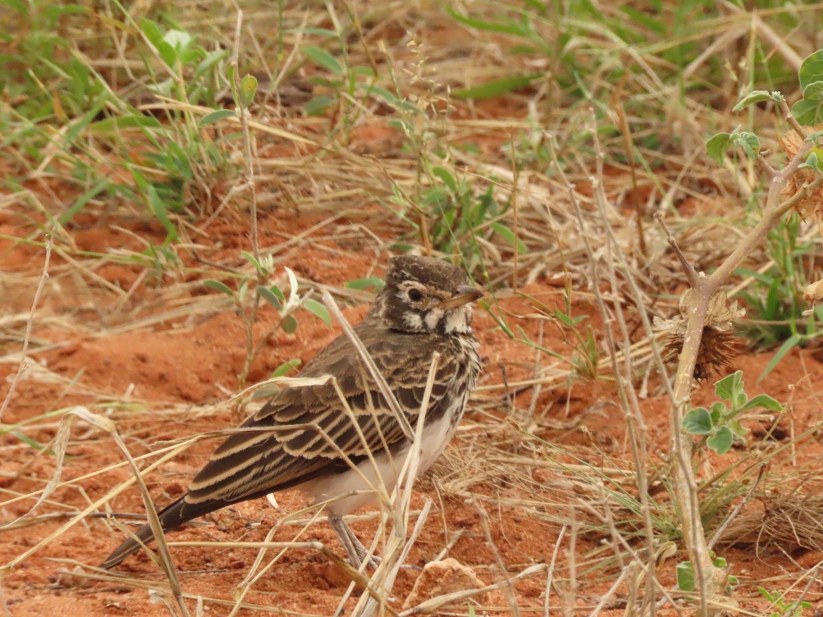 Dusky Lark - ML635673115