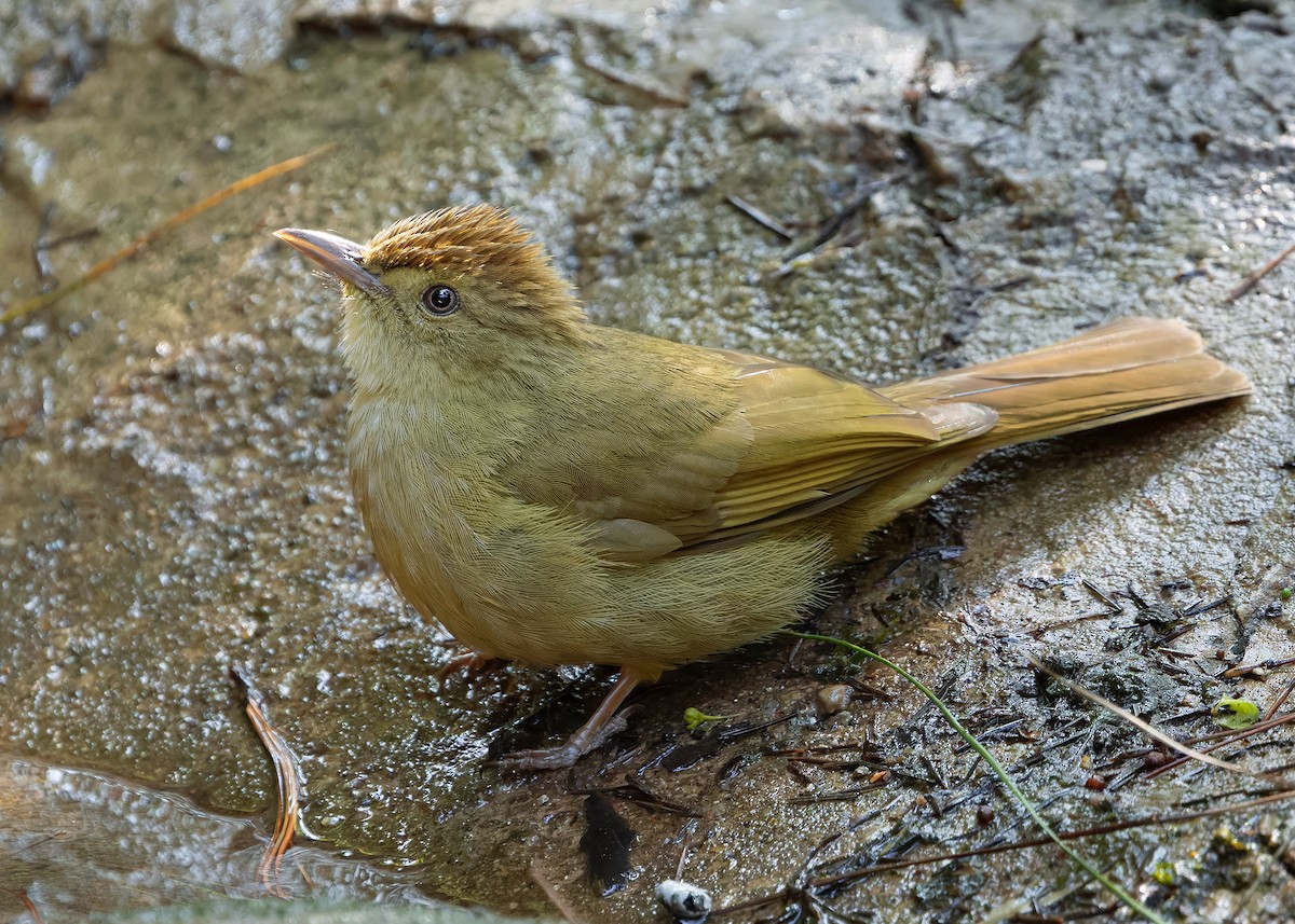 Olive Bulbul (Olive) - ML635673116