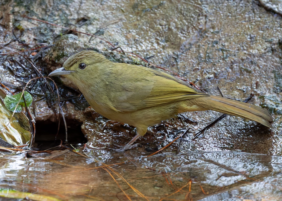 Olive Bulbul (Olive) - ML635673117
