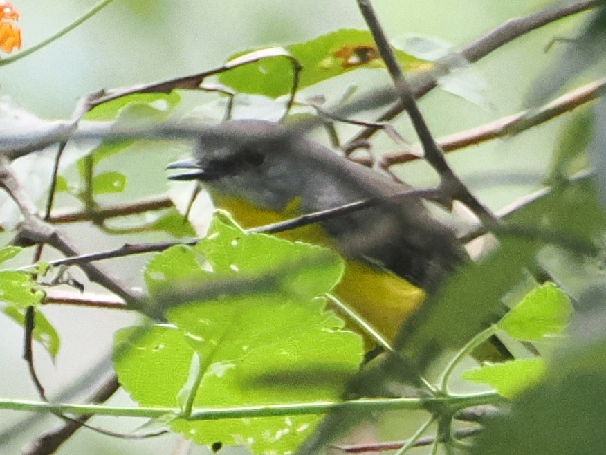 Eastern Yellow Robin - ML635673123