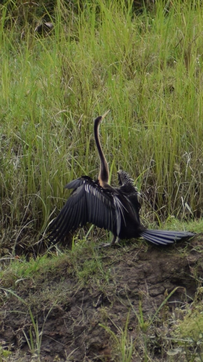Oriental Darter - ML635673128