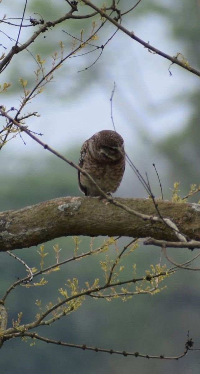 Spotted Owlet - ML635673131