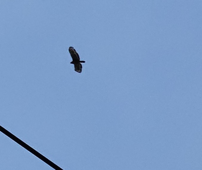 Haubenschlangenadler - ML635673137