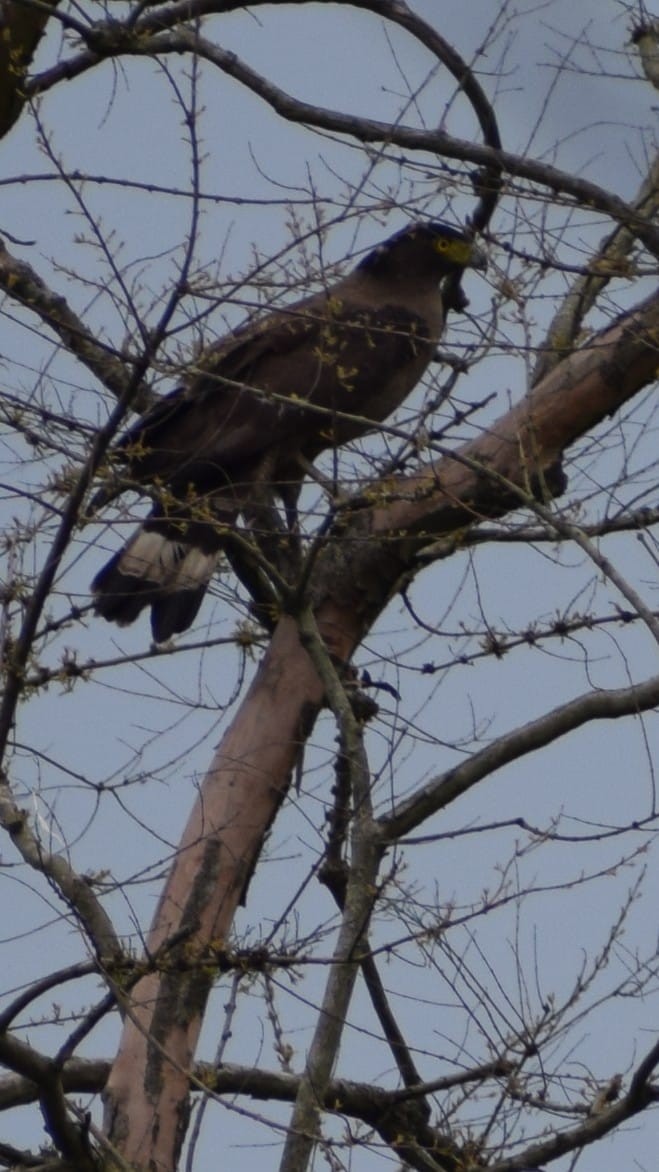 Haubenschlangenadler - ML635673217