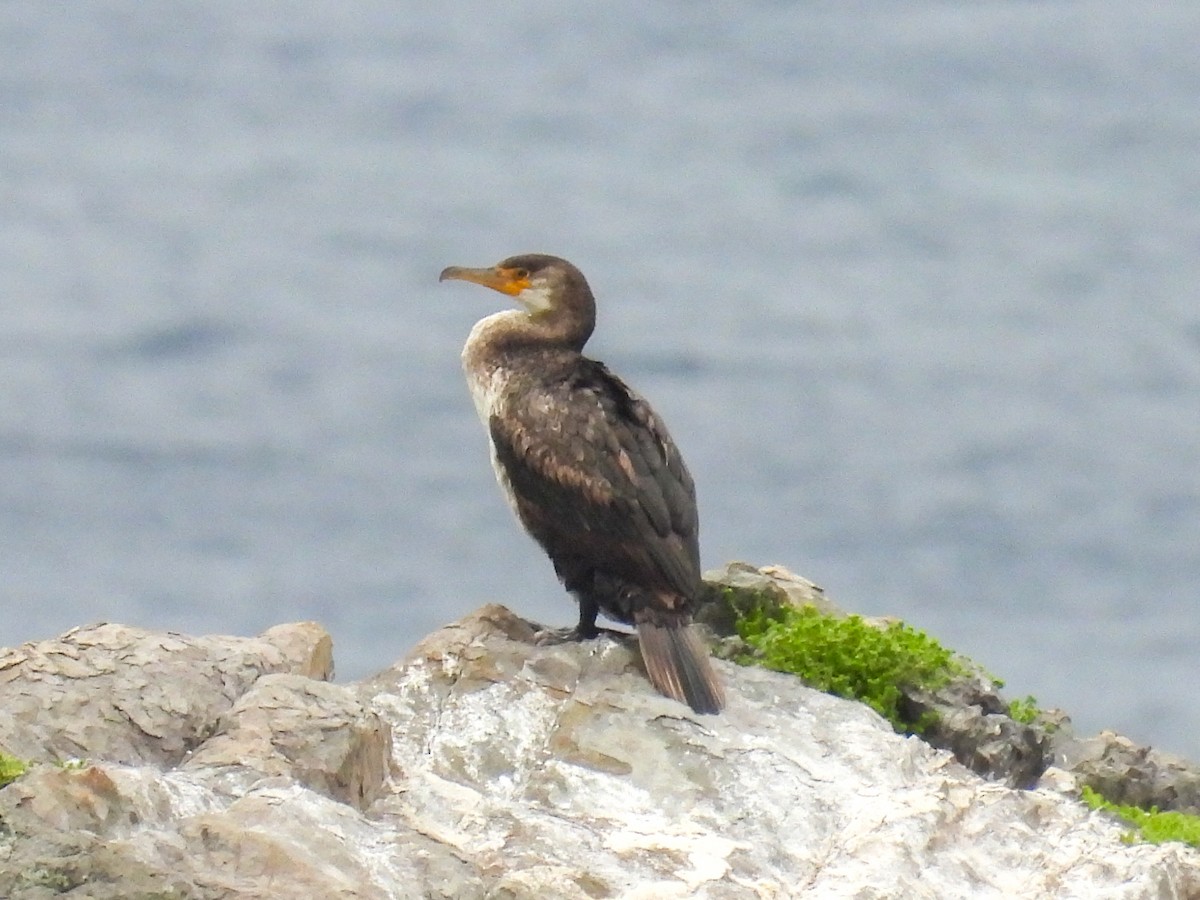 Cormoran de Temminck - ML635673263