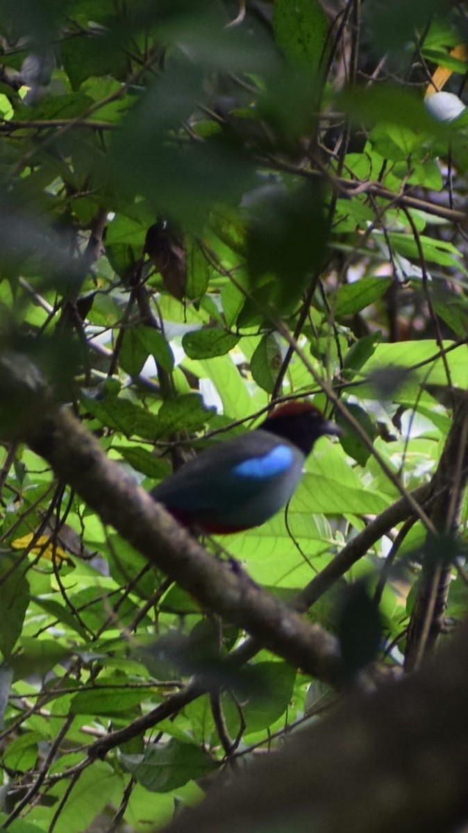 Western Hooded Pitta - ML635673326