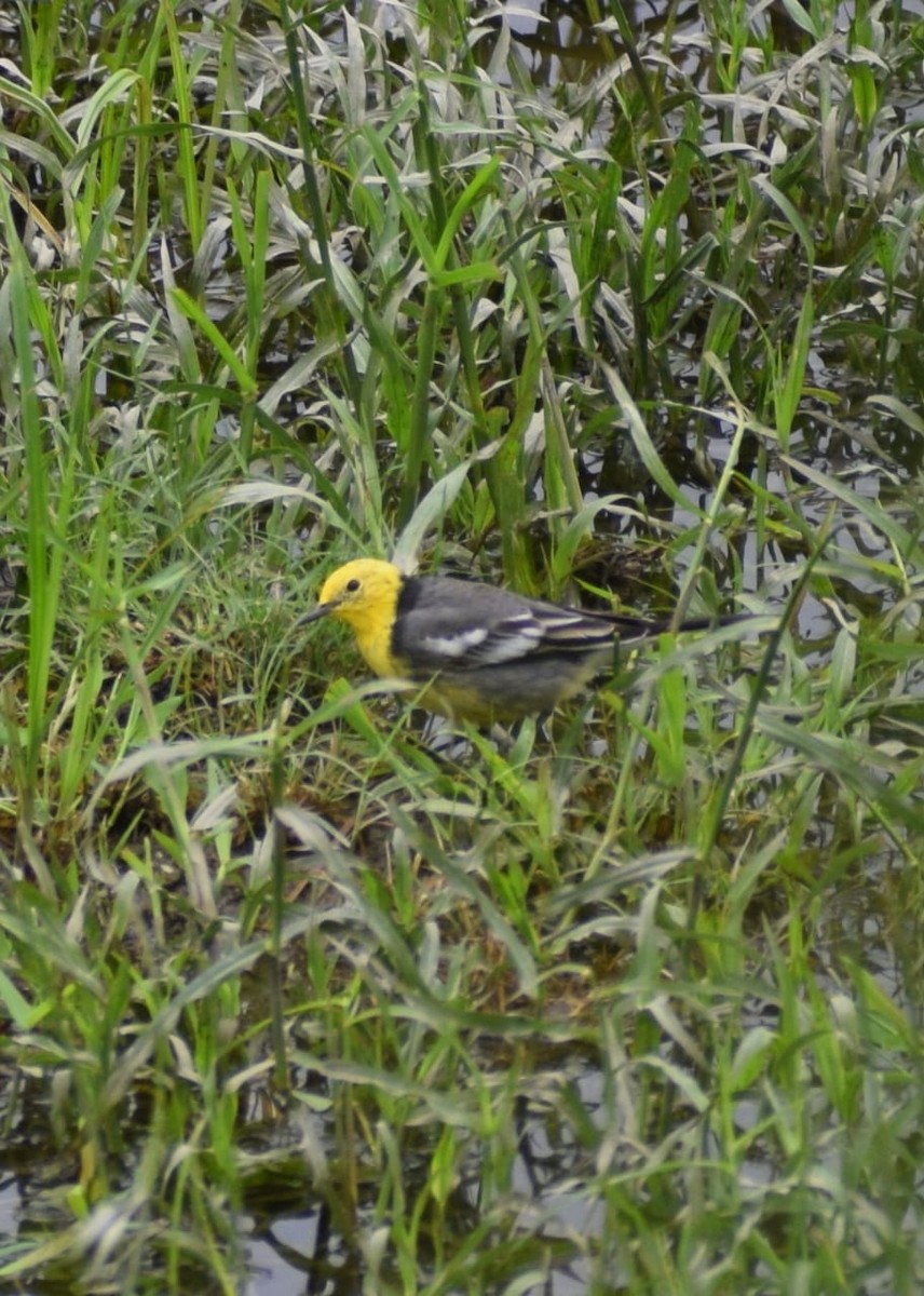 Citrine Wagtail - ML635673343