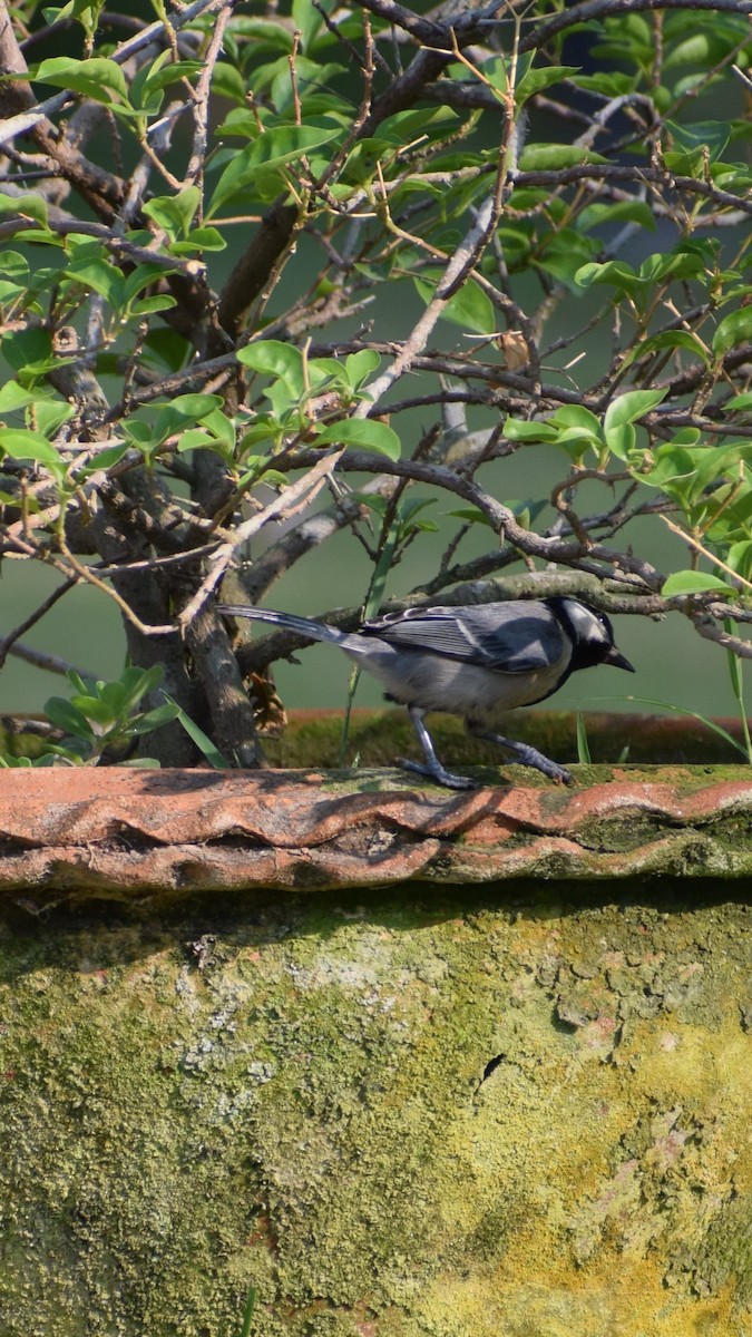 Asian Tit - ML635673392