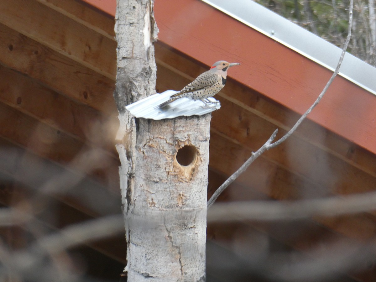 Northern Flicker (Yellow-shafted) - ML635673563