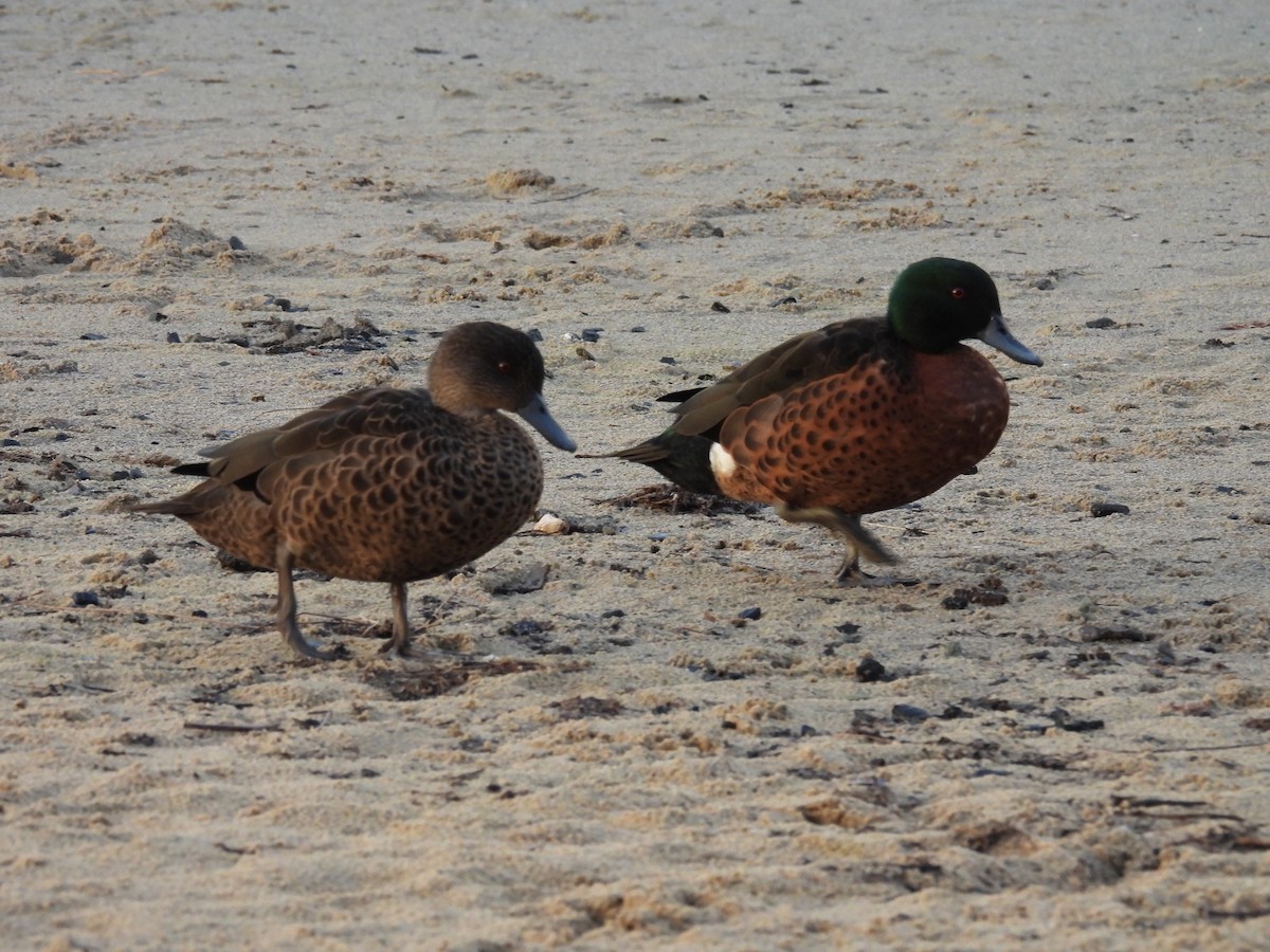 Chestnut Teal - ML635673583