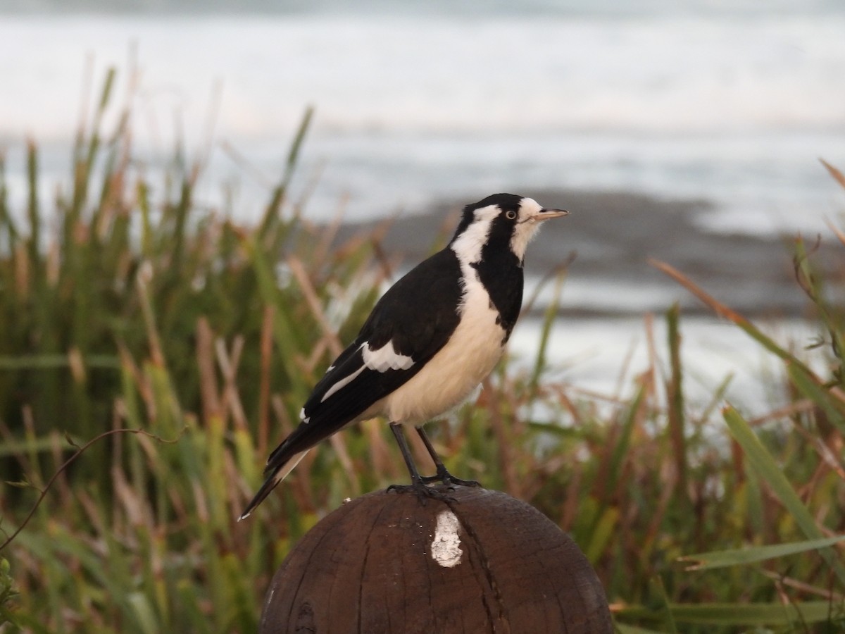 Magpie-lark - ML635673587