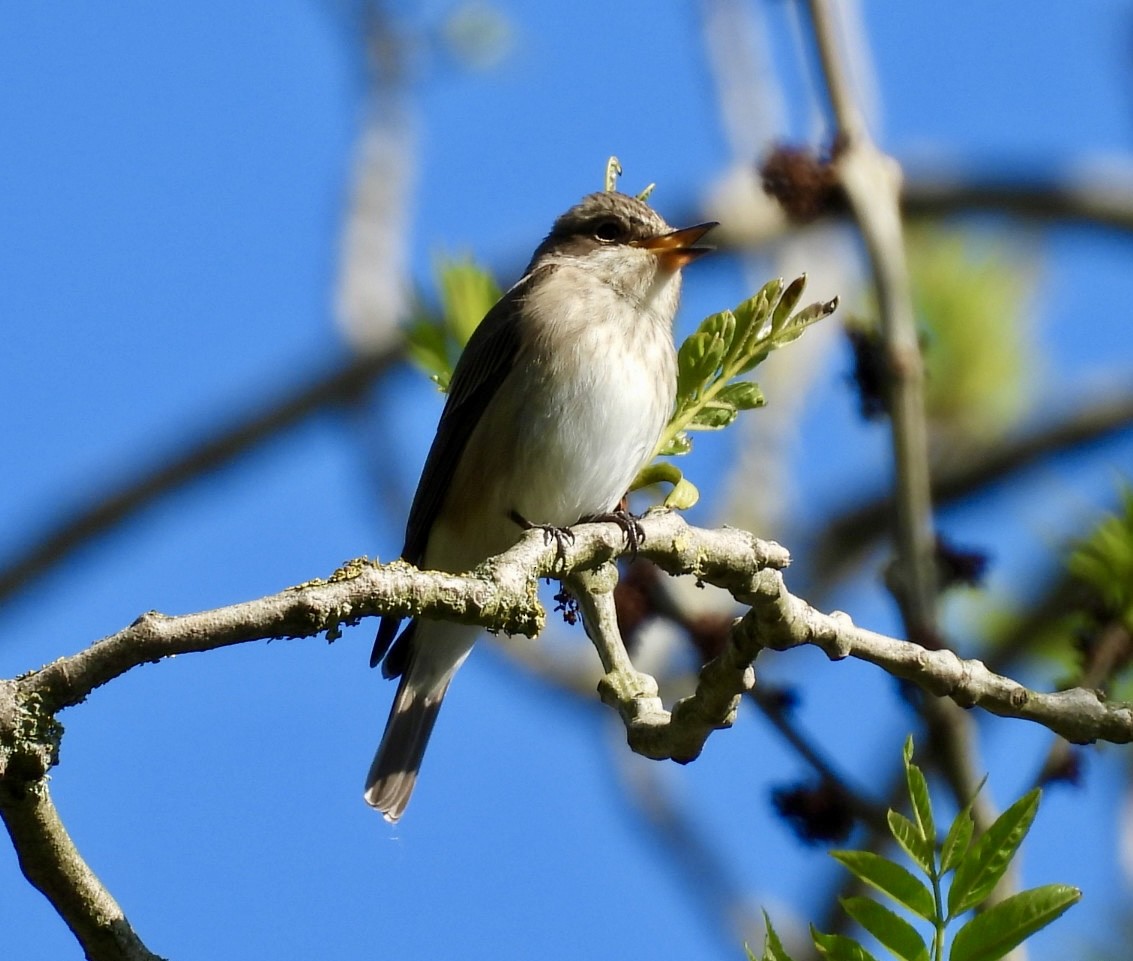 Grauschnäpper - ML635673602