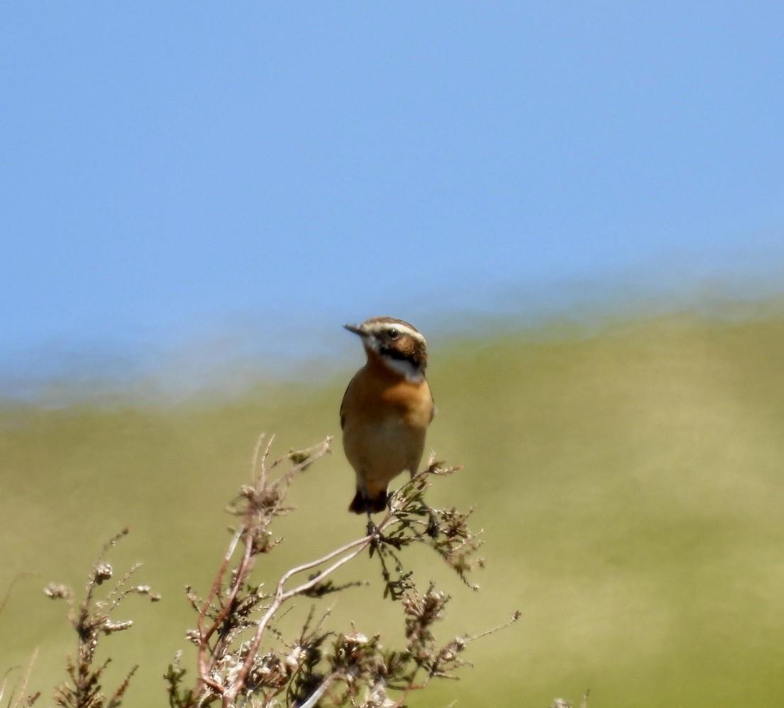 Braunkehlchen - ML635673640