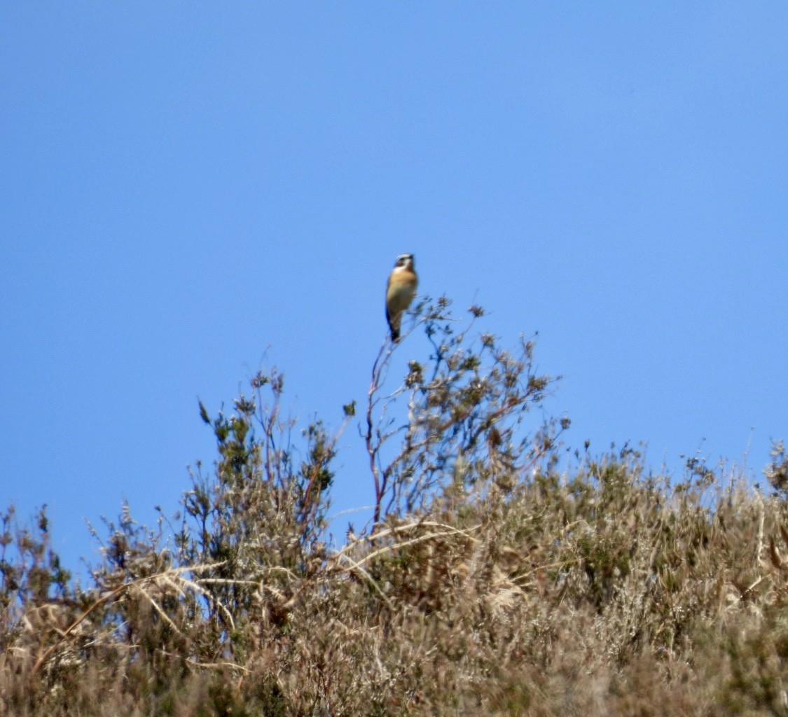 Braunkehlchen - ML635673641