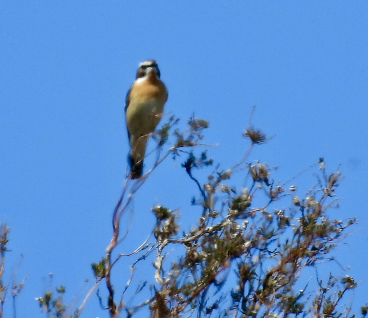Braunkehlchen - ML635673642